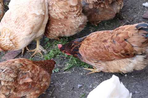 Can Chickens Eat Grass? Is it Safe?