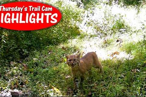 Bobcat Kitten Meows, No Stripe Skunk, Wet OWL and  Hawk: Thursday''s Trail Cam Highlights 11.2.23