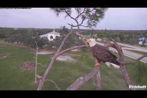 Southwest Florida Eagle Cam