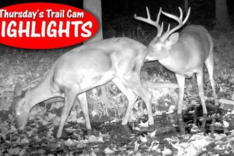 The RUT Sniff Test, Bucks in Water, Fawn Slurps from Mom : Thursday''s Trail Cam Highlights: 11.16..