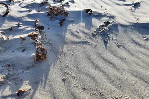 A Specially Trained Dog Found Found This Animal, Which Hasn’t Been Seen for Almost 90 Years