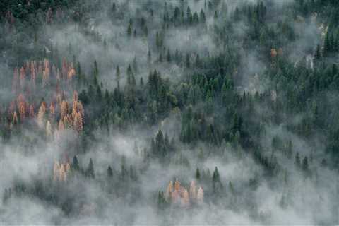 How Some of the Largest Trees in the World Protect Themselves from the California Wildfires