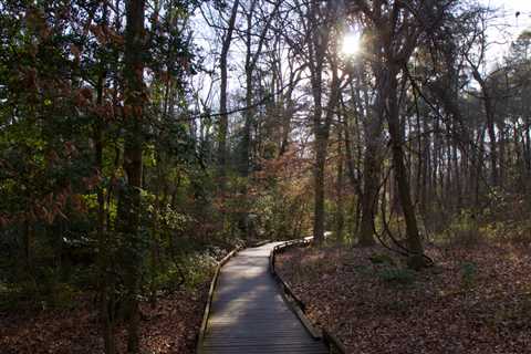 From Massive Trees to Boardwalks Over Marshland: Is Congaree National Park Worth It?