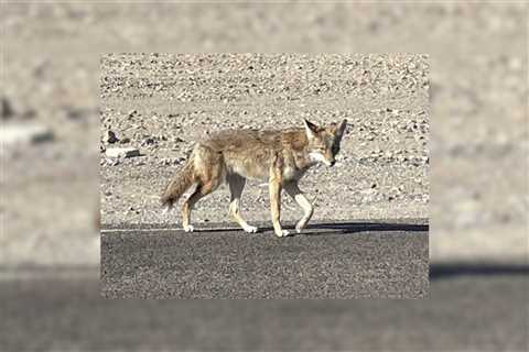 A Coyote Killed in a National Park Serves as a Sad Reminder to Drive Slowly and Keep Food to..