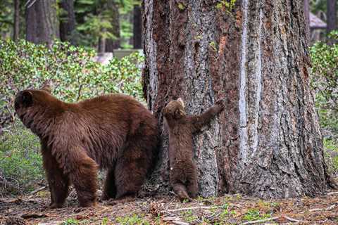 ‘Bears Are Perfectly Capable of Surviving on Their Own:’ Wildlife Officials Respond to..