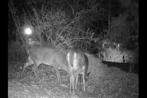 Enough Deer to trigger three trail cameras!