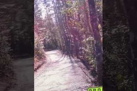 Bigfoot Caught on Camera Messing with Trail Cam!