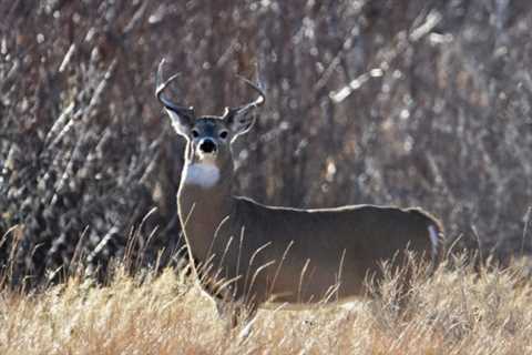 Deer Food Plots For Beginners