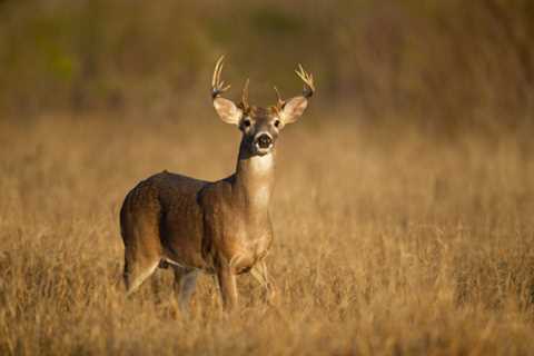 New Texas Deer Study Produces Surprising Results