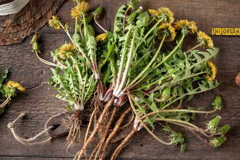 Urban Eats: 5 Edible Plants to Forage in the City