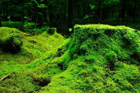 Is Moss Edible or Poisonous? 6 Types of Moss You Can Eat