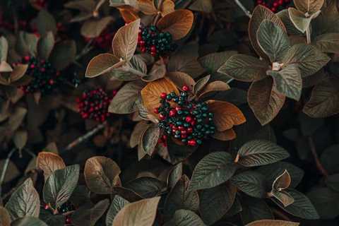 6 Edible Wild Berries: Your Foraging Essentials