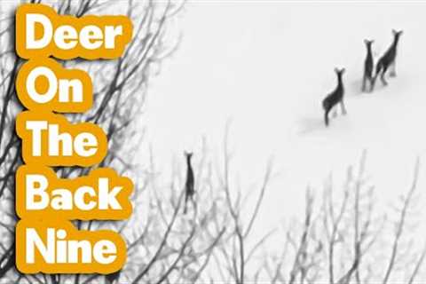 🦌 Deer On The Back Nine  📷 Drone Trail Camera 🍁 Bathurst, New Brunswick, Canada