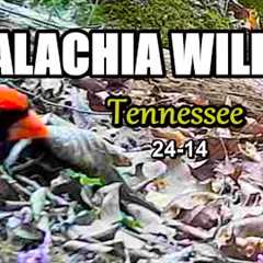 Appalachia Wildlife Video 24-14 of As The Ridge Turns in the Foothills of the Smoky Mountains