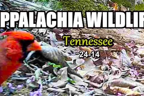 Appalachia Wildlife Video 24-14 of As The Ridge Turns in the Foothills of the Smoky Mountains