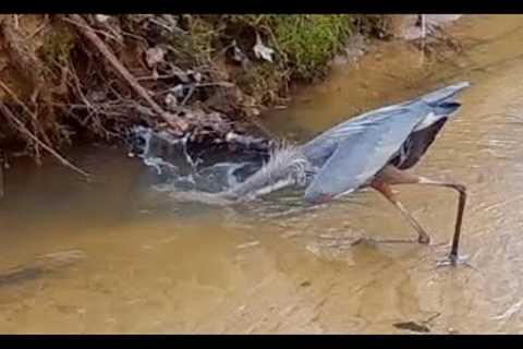 Blue Heron Captured A Snack. Bobcat,  turkey, raccoon, opossum, coyote also on the hunt.