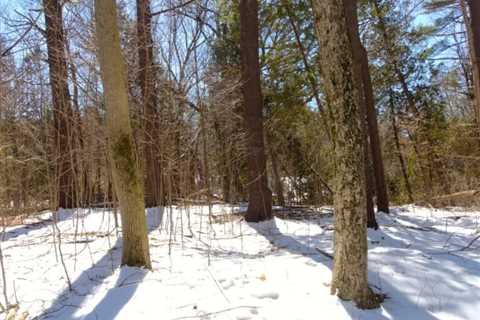 Moss Growing on the North Side of Trees? Busting the Myth