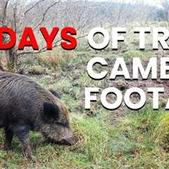 30 days of trail camera footage! #trailcam #fotopułapka #wildlife #fox #wildboar #fallowdeer