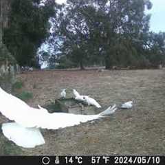 Homestead 🇦🇺 | Trail Cam #1 | Woo Hoo!! Trail cam success and look who has a friend!! | Intrepids