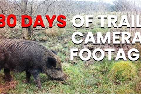 30 days of trail camera footage! #trailcam #fotopułapka #wildlife #fox #wildboar #fallowdeer