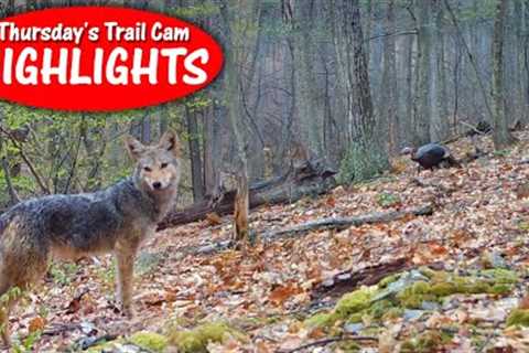 Never Know What Shows up on Public Land Camera: Thursday''s Trail Cam Highlights: 5.2.24