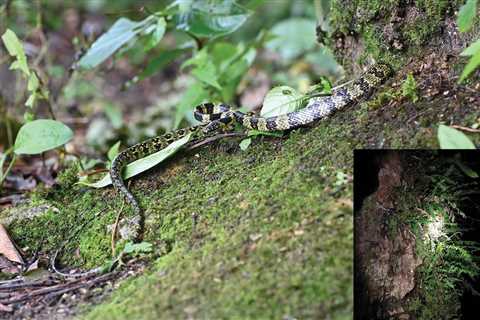 ‘Exceedingly Rare’ Snake Rediscovered on Tree in Tibet