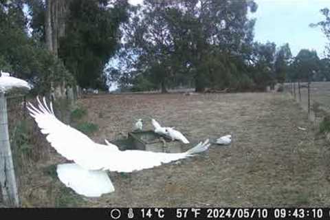 Homestead 🇦🇺 | Trail Cam #1 | Woo Hoo!! Trail cam success and look who has a friend!! | Intrepids