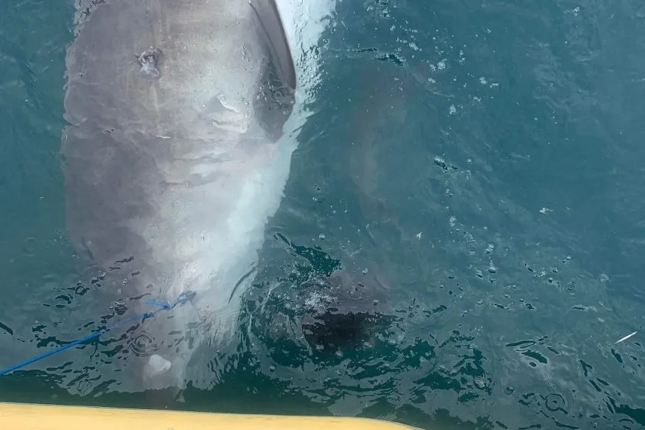Researchers Baffled After Tiger Shark Barfs up Entire Echidna