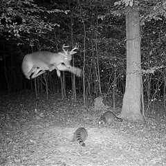 ‘Oh F**k, a Flying Buck’: Deer Leaps Over Raccoons on Trail Cam