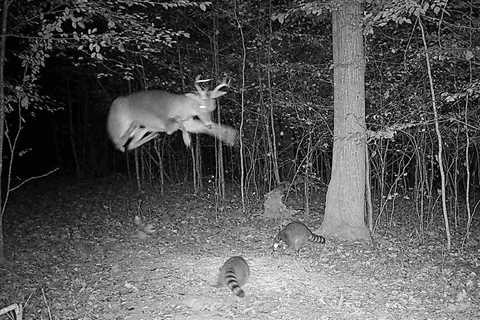 ‘Oh F**k, a Flying Buck’: Deer Leaps Over Raccoons on Trail Cam