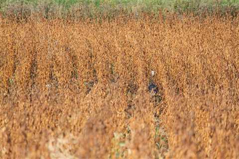 Thanksgiving Challenge: How Many Turkeys Are in This Field?