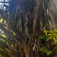 Just Wait Until You Spot the Giant Moth Hiding in This Photo