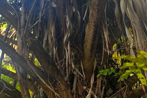 Just Wait Until You Spot the Giant Moth Hiding in This Photo