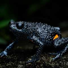 Endangered Galaxy Frogs Are Disappearing And Tourists Are To Blame