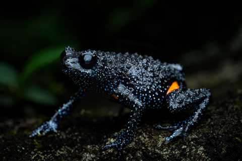 Endangered Galaxy Frogs Are Disappearing And Tourists Are To Blame