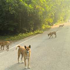 Incredible Woman Pulls Over For A Stray Dog And Ends Up Saving Thousands