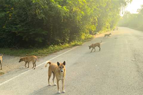 Incredible Woman Pulls Over For A Stray Dog And Ends Up Saving Thousands