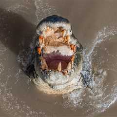 Crocodiles Are ‘Absolutely Everywhere’ Following Flooding In Australia