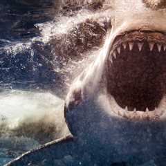 Sea Lion Who Was Rescued After Shark Attack Is Finally Released Back Into The Ocean