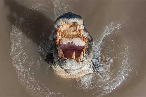 Crocodiles Are ‘Absolutely Everywhere’ Following Flooding In Australia