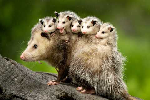 Rescuers Save An Opossum From A Roof And Find A Lovely Surprise