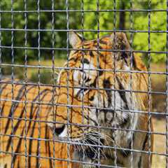 Are Zoos Ethical? These Institutions Set Out To Prove That They Can Be