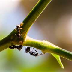 Ant With Potentially Deadly Sting Has Invaded The U.S. — What You Need To Know