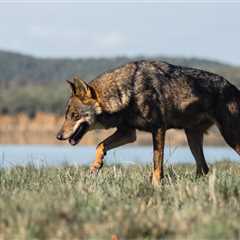 An Escaped Wolf Is Finally Returned To The Zoo After A Nine Day Search