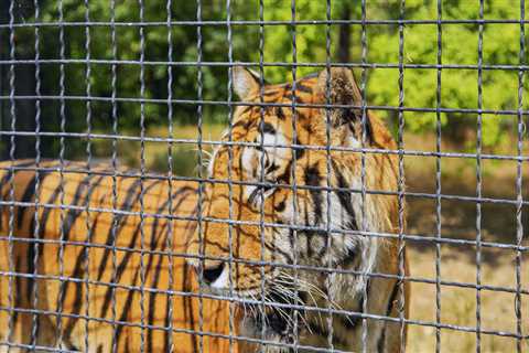 Are Zoos Ethical? These Institutions Set Out To Prove That They Can Be
