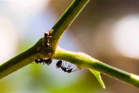 Ant With Potentially Deadly Sting Has Invaded The U.S. — What You Need To Know