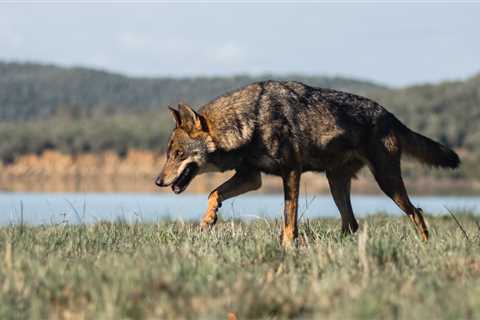An Escaped Wolf Is Finally Returned To The Zoo After A Nine Day Search