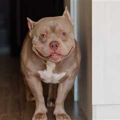 Shelter Dog Steals Hearts As She Enjoys A Piggyback Ride From Her New Mom