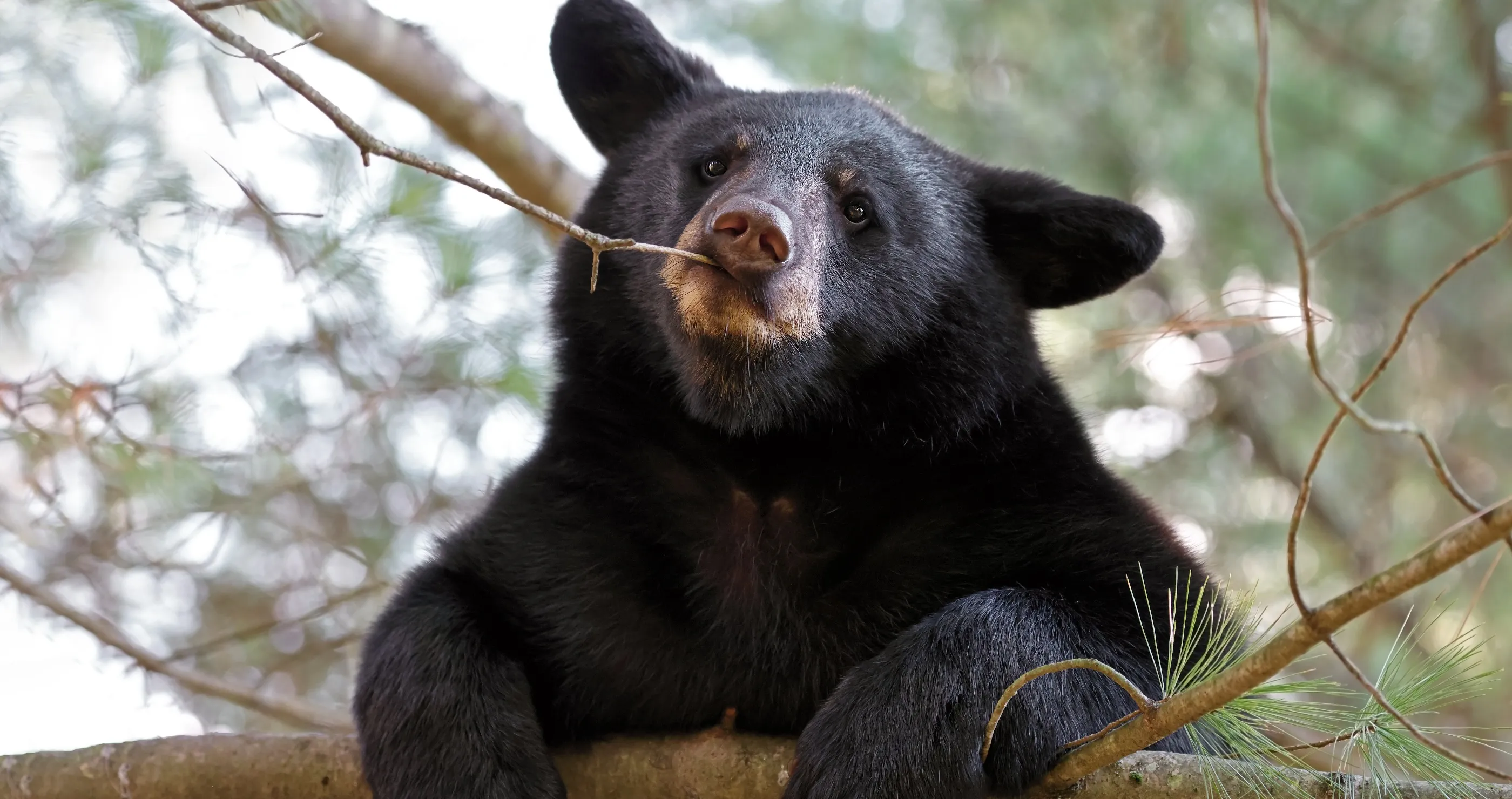 Black Bear Tries to Snatch Child Carrier from Gatlinburg Porch