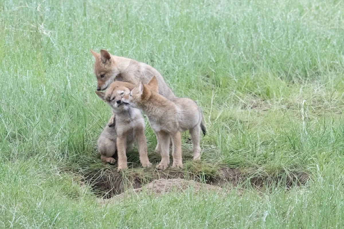 Coyote Puppies Throw a Party in a Seattle Backyard (Video)